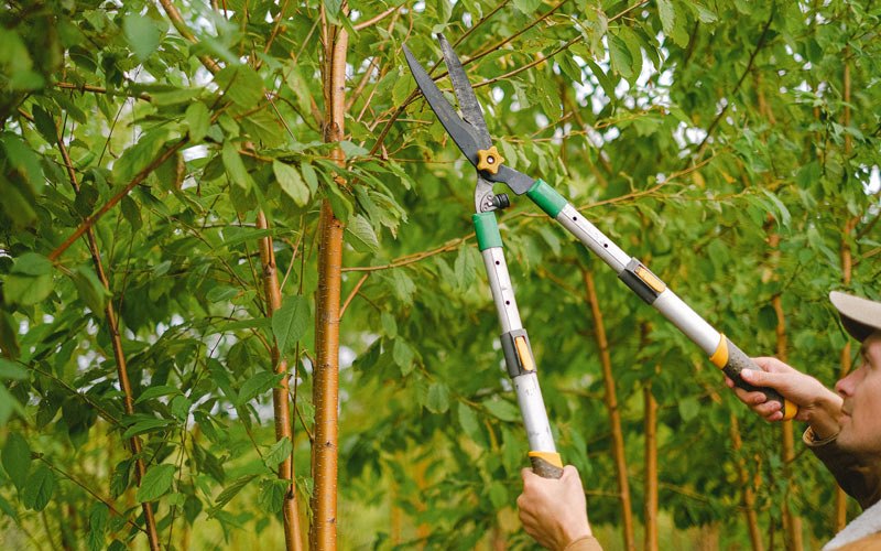 Tree trimming in Homestead, MT