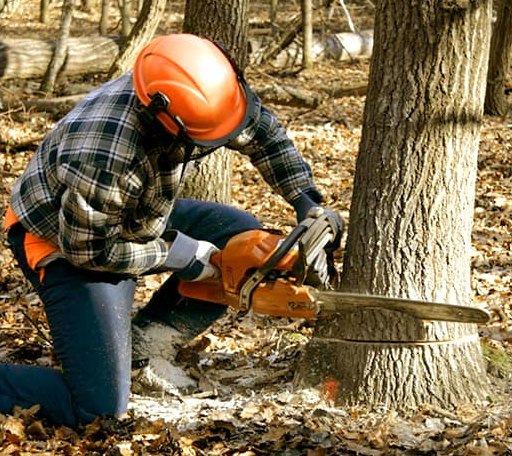 Tree Removal in Homestead, MT